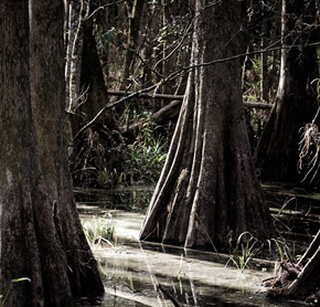 Jared-Polowick-landscapes